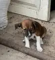 Female Mongrel Puppy, 1-3 Months Old - 2