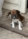 Female Mongrel Puppy, 1-3 Months Old - 3