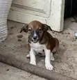Female Mongrel Puppy, 1-3 Months Old - 4