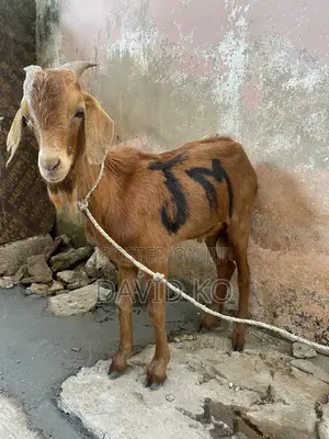 Matured Sokoto Red Goats for Breeding and Meat