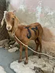 Matured Sokoto Red Goats for Breeding and Meat - 1