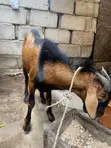 Matured Sokoto Red Goats for Breeding and Meat - 2