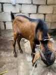 Matured Sokoto Red Goats for Breeding and Meat - 3