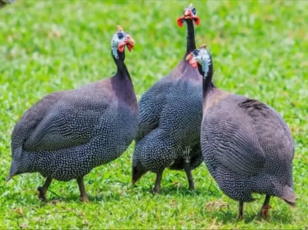 Organic Guinea Fowls for Sale - 1