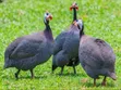 Organic Guinea Fowls for Sale - 1
