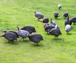 Organic Guinea Fowls for Sale - 4