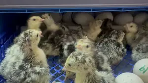 Day Old Hybrid Turkey Poults
