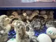 Day Old Hybrid Turkey Poults - 2