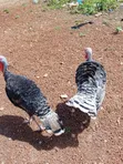 Male Turkeys for Sale - Two Available - 1