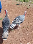 Male Turkeys for Sale - Two Available - 2