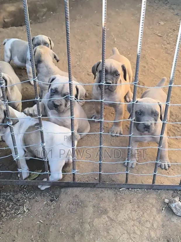 Purebred Boerboel Puppies - Male, 1-3 Months - 1