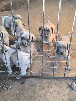 Purebred Boerboel Puppies - Male, 1-3 Months
