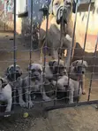 Purebred Boerboel Puppies - Male, 1-3 Months - 2