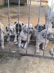 Purebred Boerboel Puppies - Male, 1-3 Months - 3