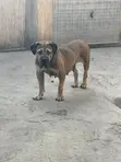 1+ Year Old Female Purebred Boerboel - 1