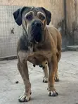 1+ Year Old Female Purebred Boerboel - 2