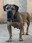 1+ Year Old Female Purebred Boerboel - 3