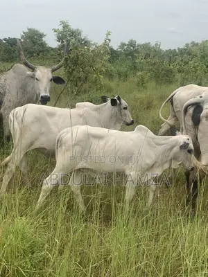 Healthy Cows for Business