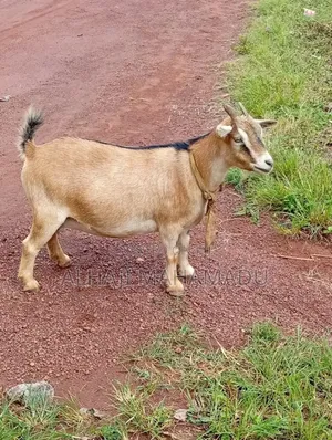 Healthy Goat for Sale