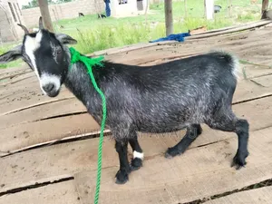 Healthy Female Goat for Sale