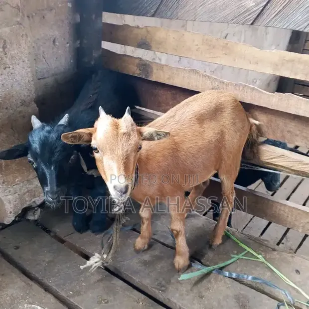 Healthy Goats for Sale - Saboba - 1