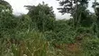 Plots of Land for Sale - Aburi Kitase - 3