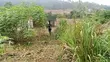 Plots of Land for Sale - Aburi Kitase - 5