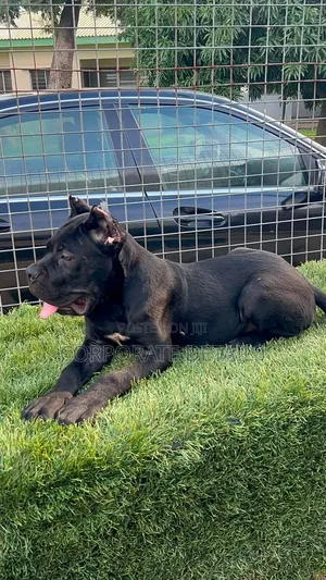 1-3 Month Male Purebred Cane Corso Puppies