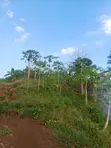 1 Plot of Land at Nsawam Okanta - 1