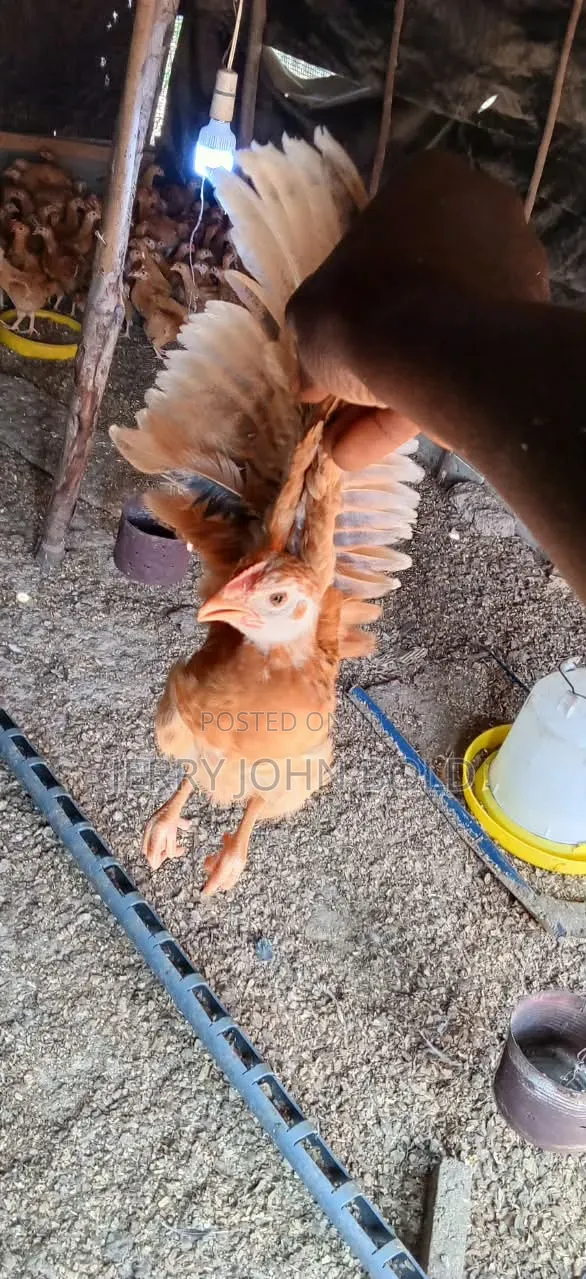 5 Weeks Old Sasso Birds - 1