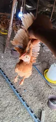 5 Weeks Old Sasso Birds - 1