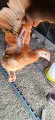 5 Weeks Old Sasso Birds - 2