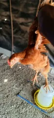 5 Weeks Old Sasso Birds - 3
