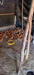 5 Weeks Old Sasso Birds - 4