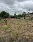 Two Plots of Land for Sale at Pokuase Ayawaso - 5