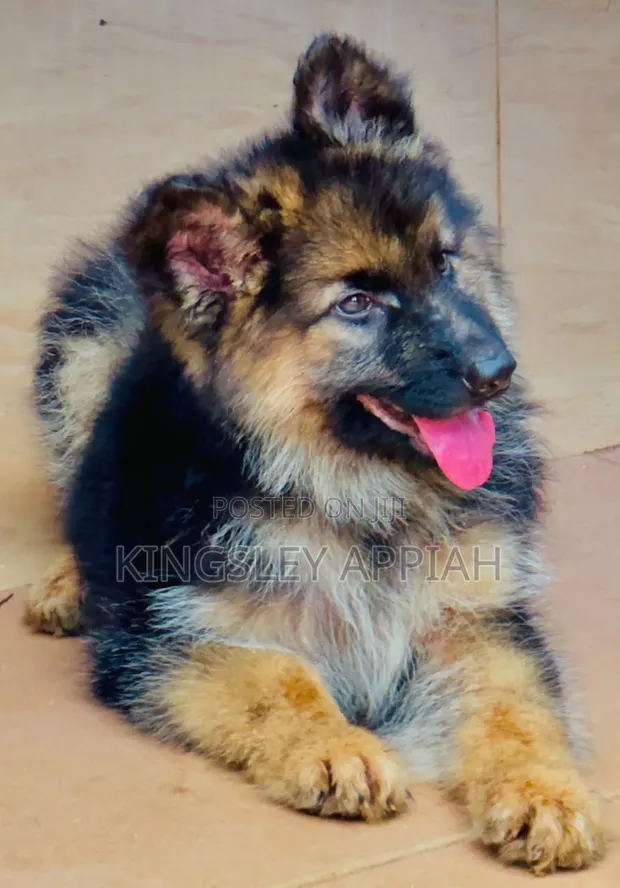 Purebred German Shepherd Puppy - 1-3 Months Male - 1