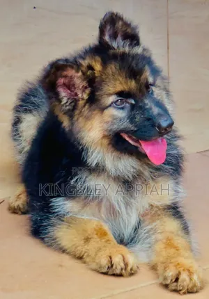 Purebred German Shepherd Puppy - 1-3 Months Male