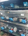 Brand New Rabbit Cage System - 3