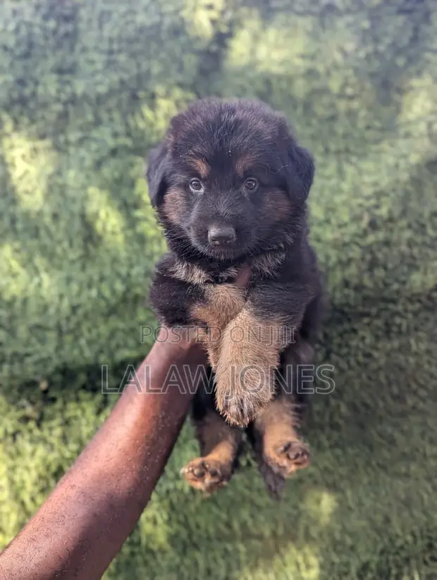 1-3 Month Male Purebred German Shepherd Puppy - 1