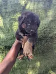 1-3 Month Male Purebred German Shepherd Puppy - 2