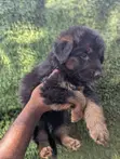 1-3 Month Male Purebred German Shepherd Puppy - 3