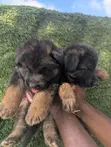 1-3 Month Male Purebred German Shepherd Puppy - 4