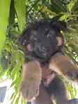 1-3 Month Male Purebred German Shepherd Puppy - 5