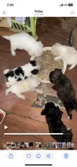 Purebred Female Maltese Puppy (0-1 Month) - 1
