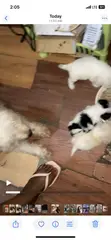 Purebred Female Maltese Puppy (0-1 Month) - 2