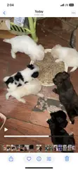 Purebred Female Maltese Puppy (0-1 Month) - 3