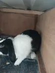Big Healthy Rabbit - 1