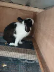 Big Healthy Rabbit - 2