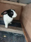 Big Healthy Rabbit - 3