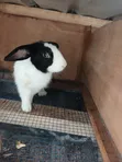 Big Healthy Rabbit - 4